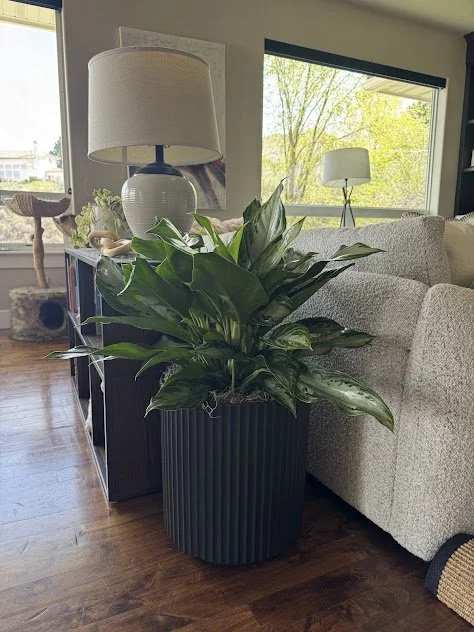 Layered plant groupings adding depth to a Boise residential space.