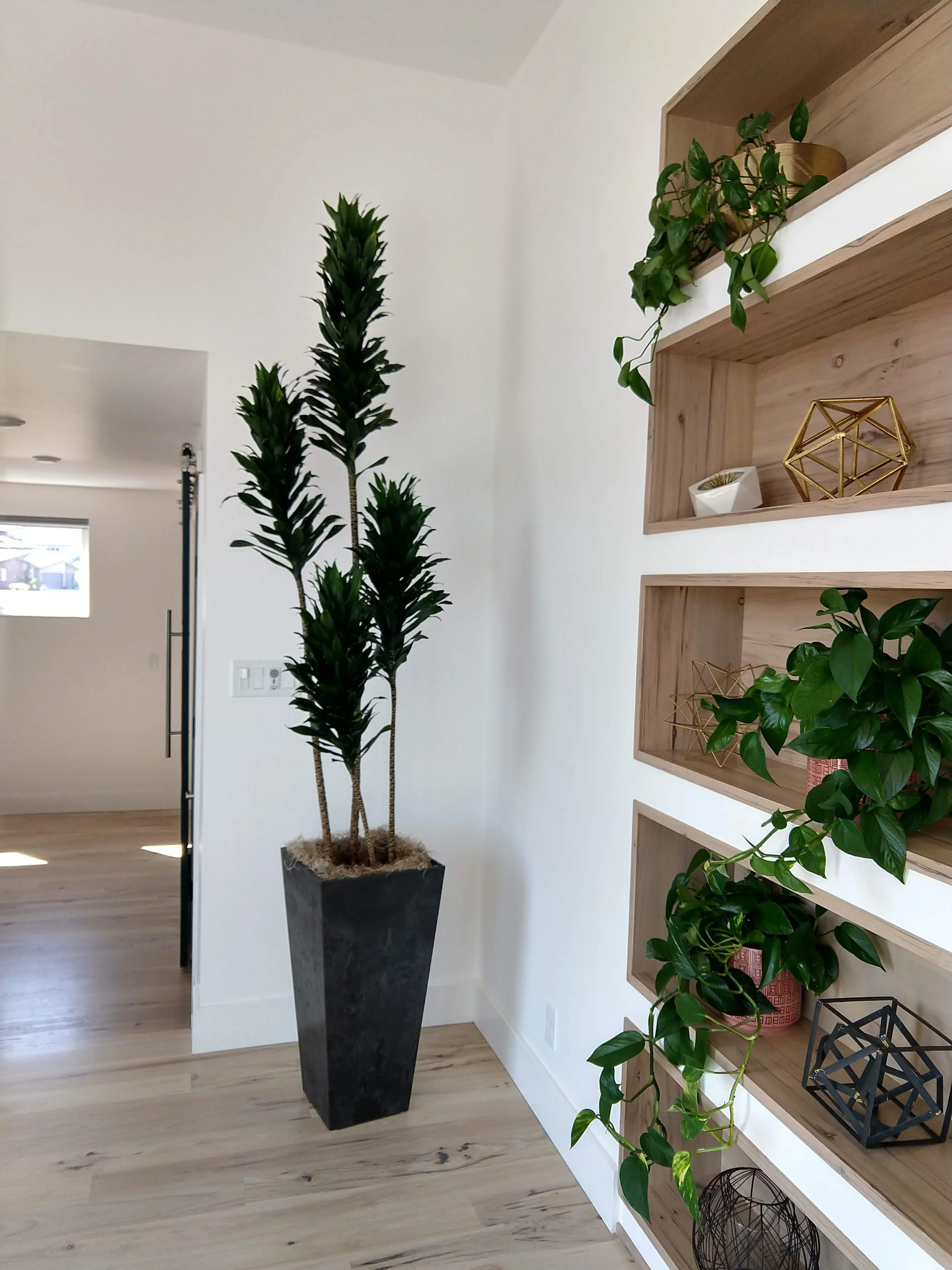 Large Dracena styled in a sunlit corner, adding height and structure to a Boise residence.