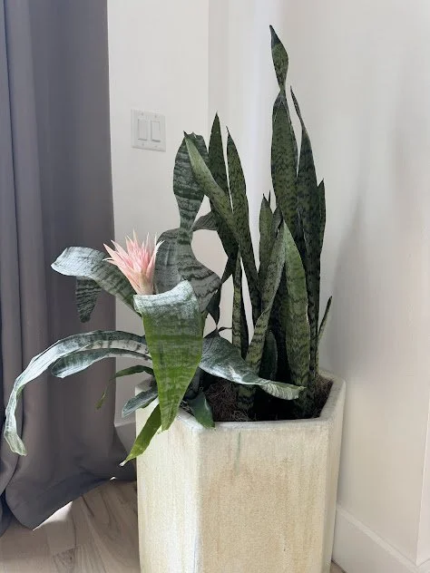 Bromeliad focal arrangement, designed to elevate a space with a bold accent and professionally maintained by the plant people in the Treasure Valley.
