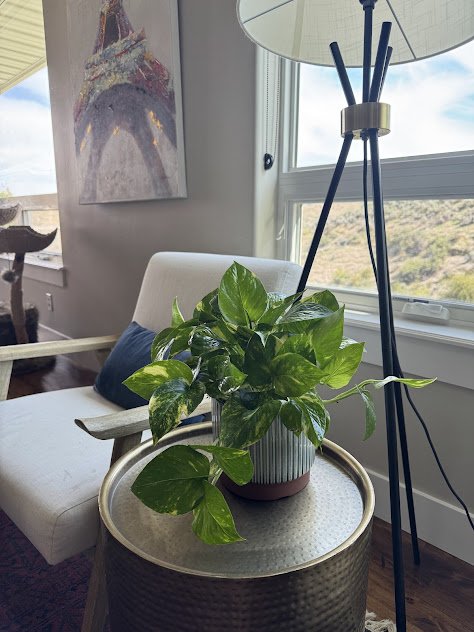 Thoughtfully placed indoor plants in a Boise residential setting.