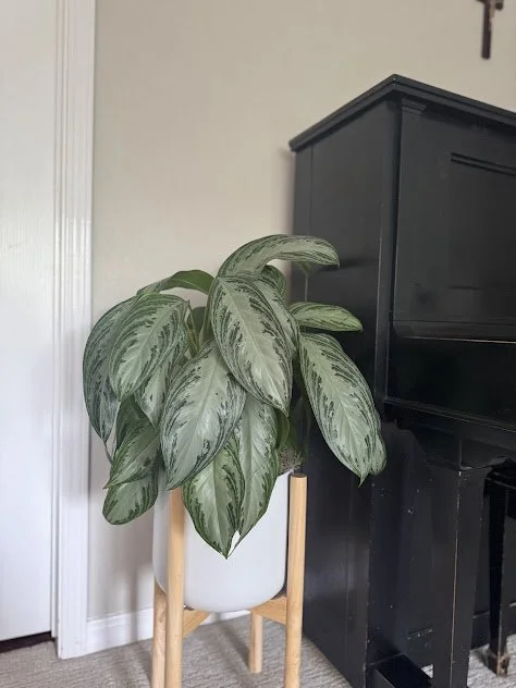 Balanced plant styling within a Boise residential interior after.