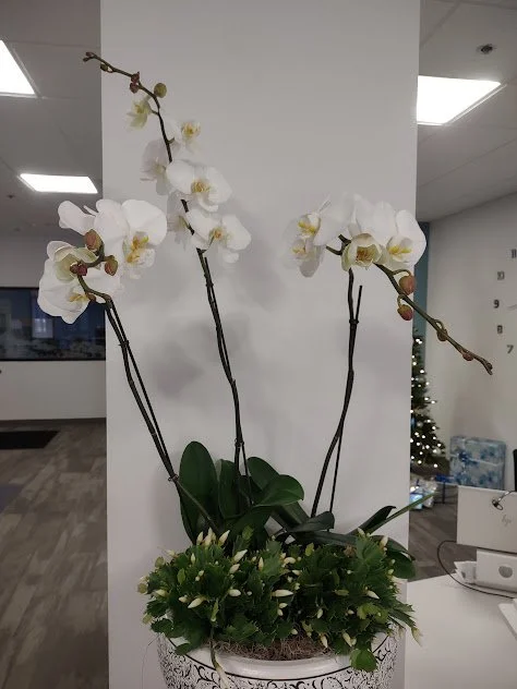 Large arrangement with orchids bromeliads and tropical foliage custom designed for a commercial space and maintained by The Plant People.
