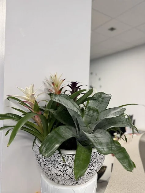 Large bromeliad arrangement, thoughtfully designed for refined interior and professionally maintained by the plant people in Boise, Idaho.