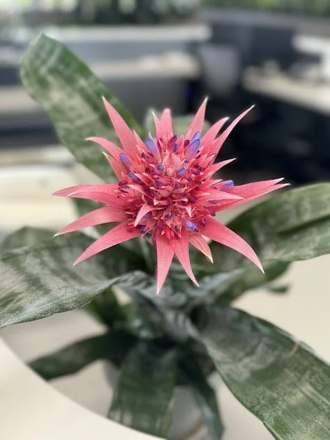 Featured Acme at Fasciata bromeliad, chosen for its unique character and professionally maintained by The Plant People in the Treasure Valley.