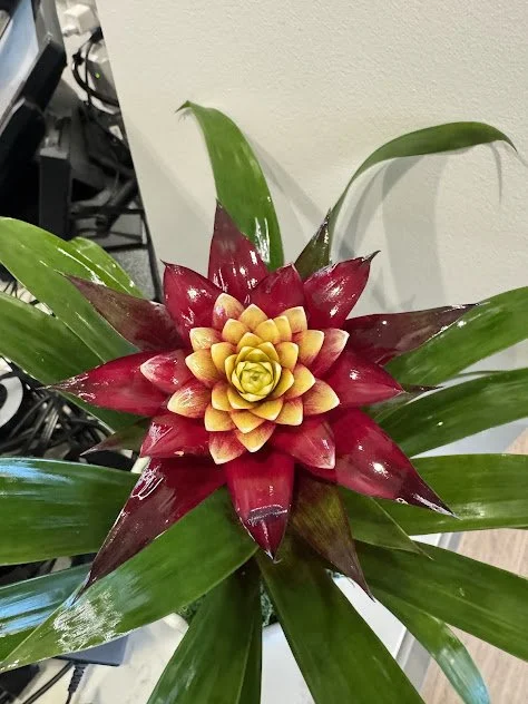 Bromeliad accent arrangement, designed to create a Vibrant focal point within an interior space and professionally maintained by the plant people in Boise, Idaho.