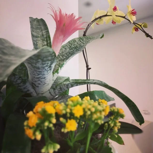 Large orchid arrangement designed for a polished interior setting and maintained by plant care specialist in the Treasure Valley.