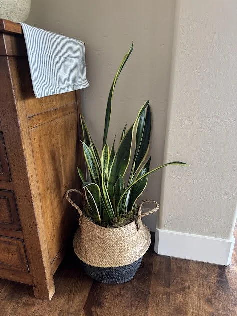 Residential plant installation in Boise home after.