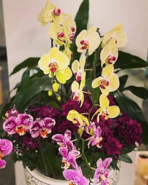 Large orchid arrangement installed as part of an ongoing interior plant care program in Boise, Idaho.