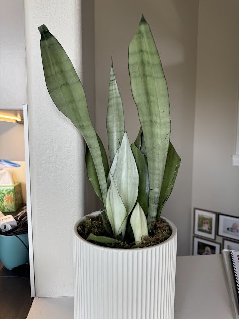 Thoughtfully placed indoor plants in a Boise residential setting before.