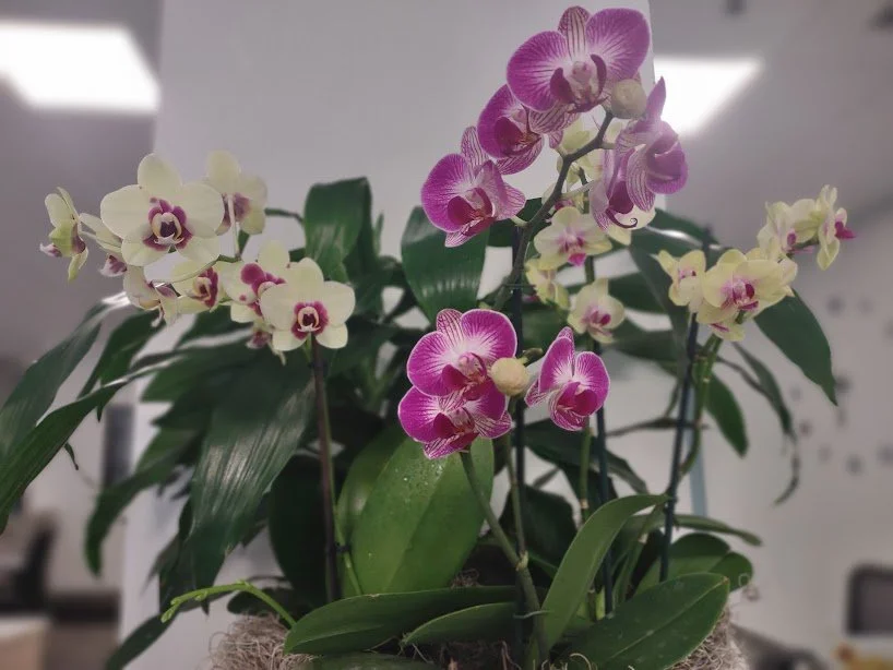 Large orchid arrangement, thoughtfully designed for a refined interior and professionally maintained by the plant people in Boise Idaho.