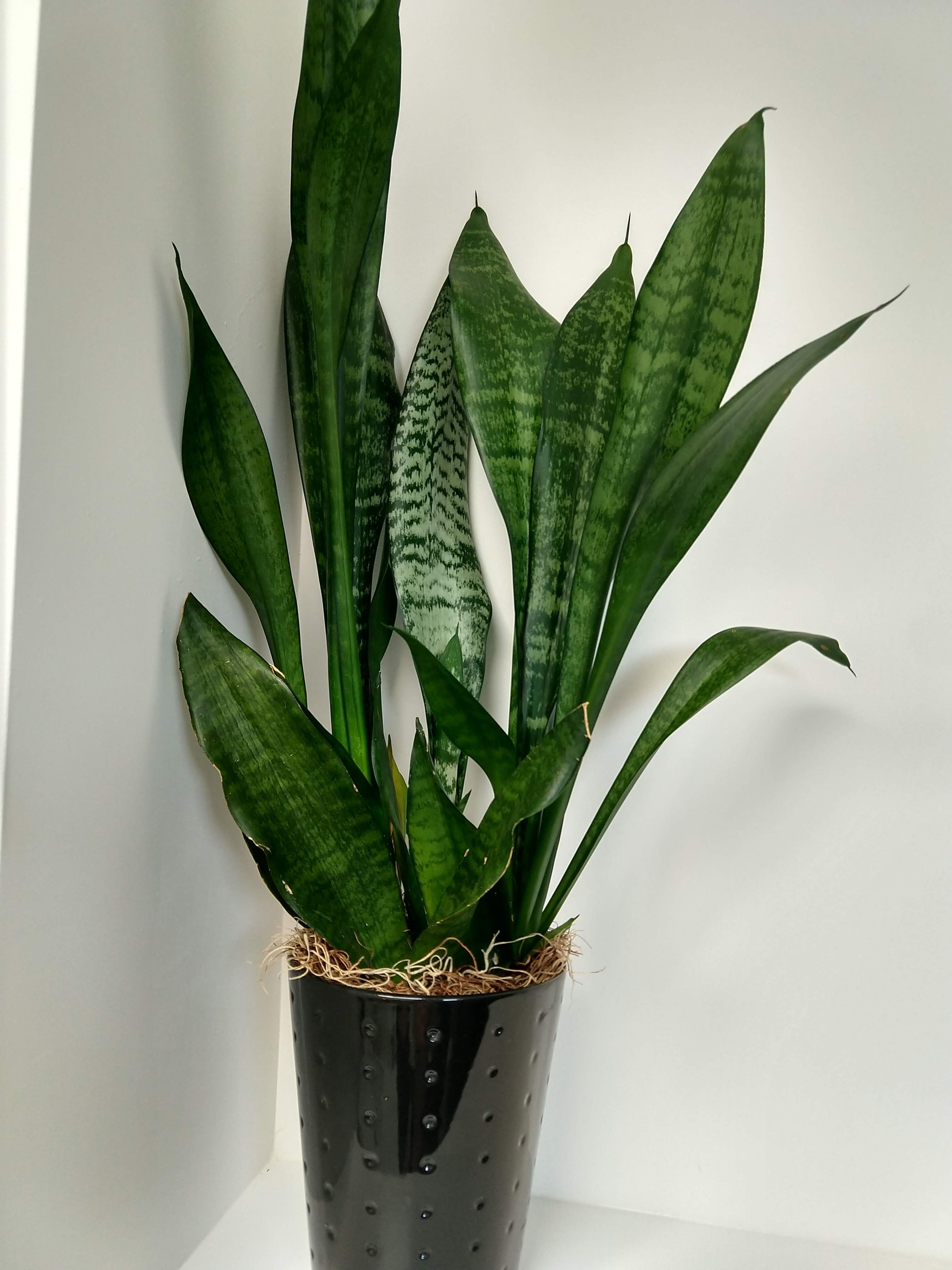 Snake plant in a 5 inch ceramic planter, adding clean, modern greenery to a Boise residential space.
