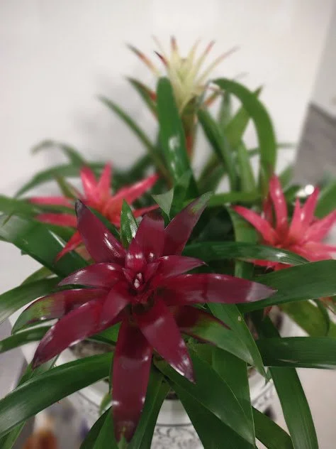 Large bromeliad arrangement for interior environments, professionally maintained in the Treasure Valley.