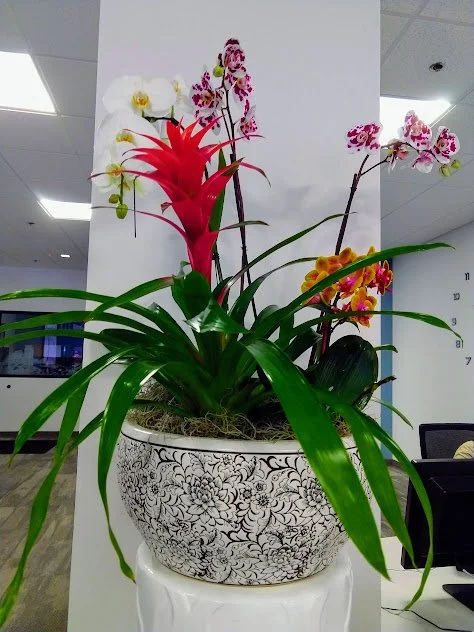 Large Bromeliad arrangement designed for interior styling and professionally maintained in Boise, Idaho.