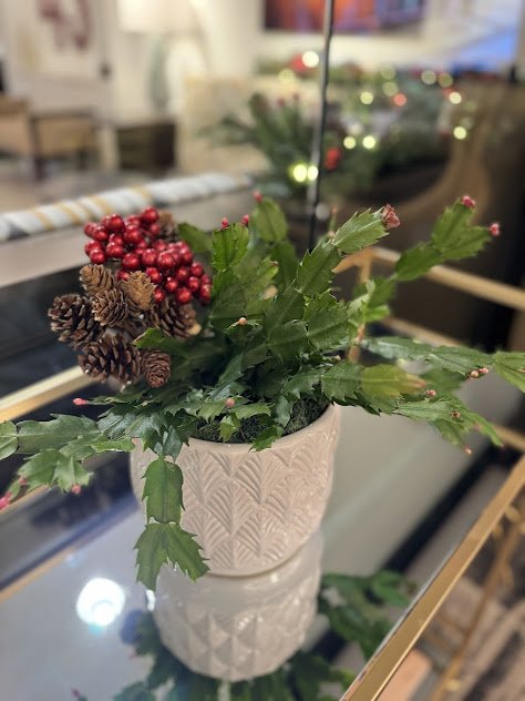 Holiday Christmas cactus arrangement for a local luxury hotel lobby professionally maintained