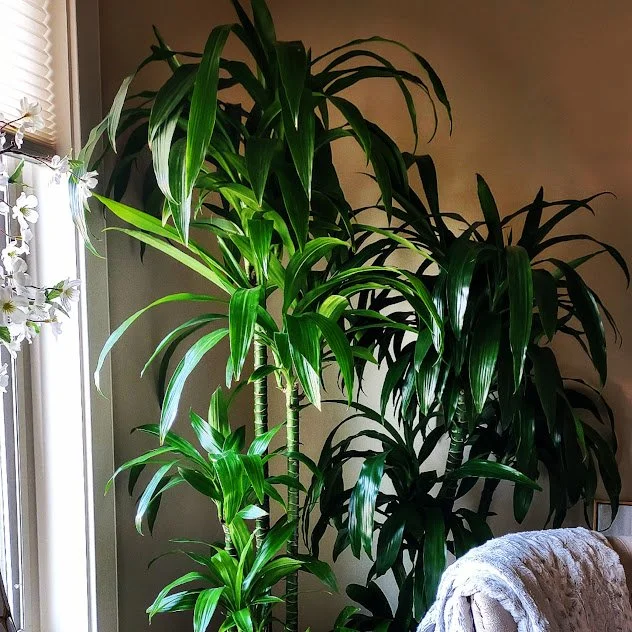 Corner plant installation with layered greenery, designed as a soft, natural background for video meetings and a Boise residential space.