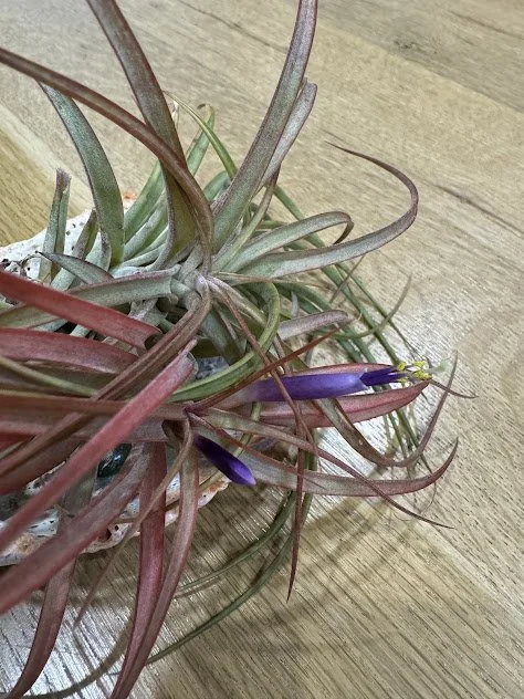 Blooming air plant, showcased for its unique form and delicate flower structure, professionally maintained in the Treasure Valley.