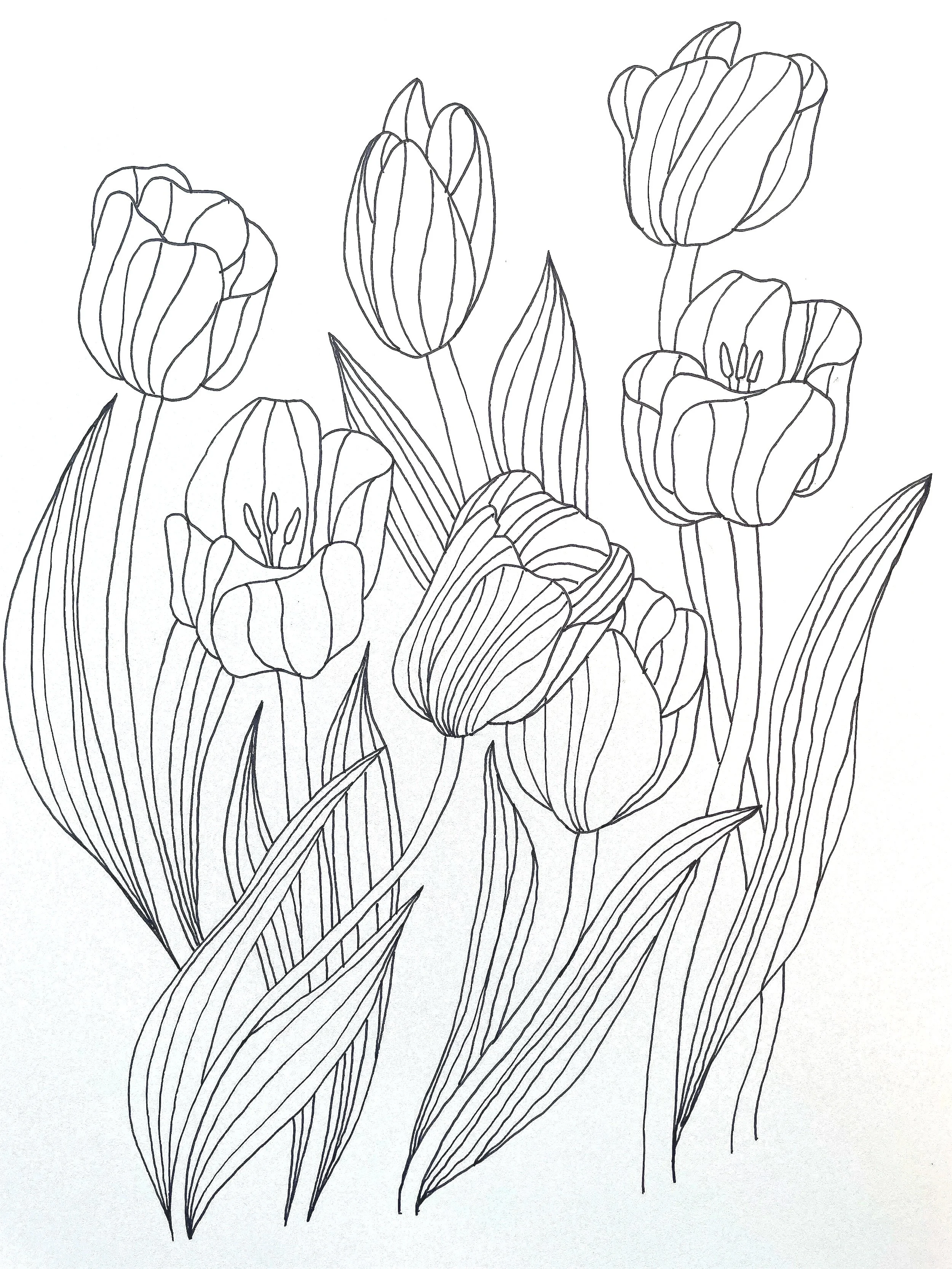 Tulips.jpg