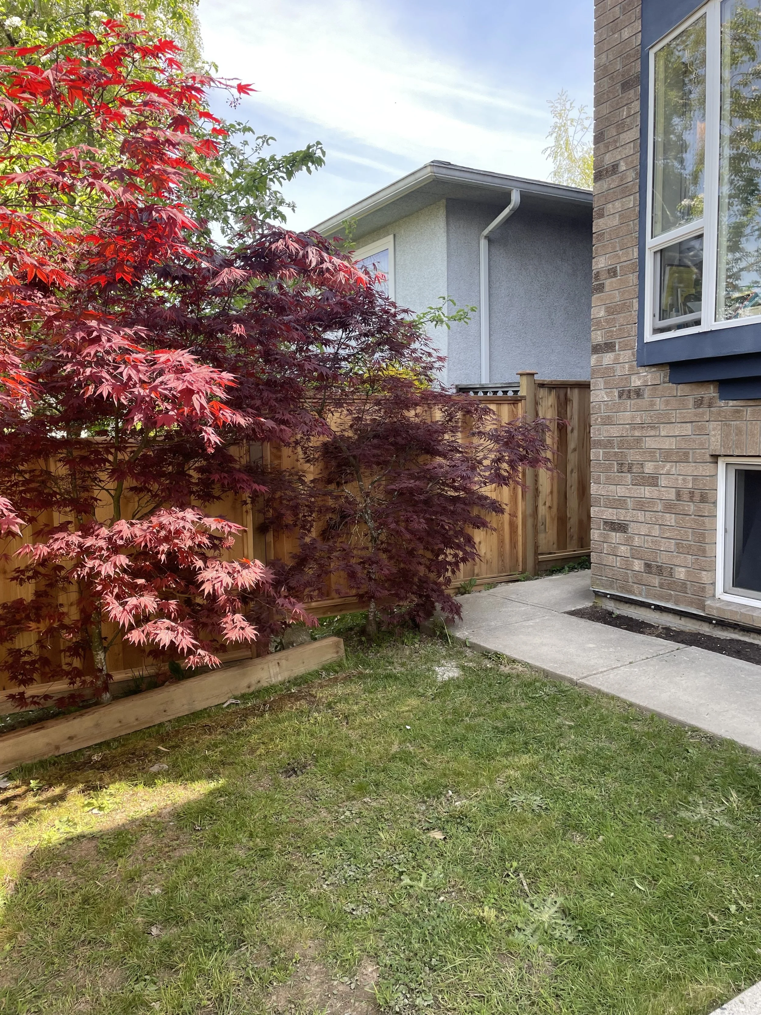A backyard scene with green grass, a red-leafed tree in the foreground, a wooden fence, and a part of a house with brick and blue siding and large windows.