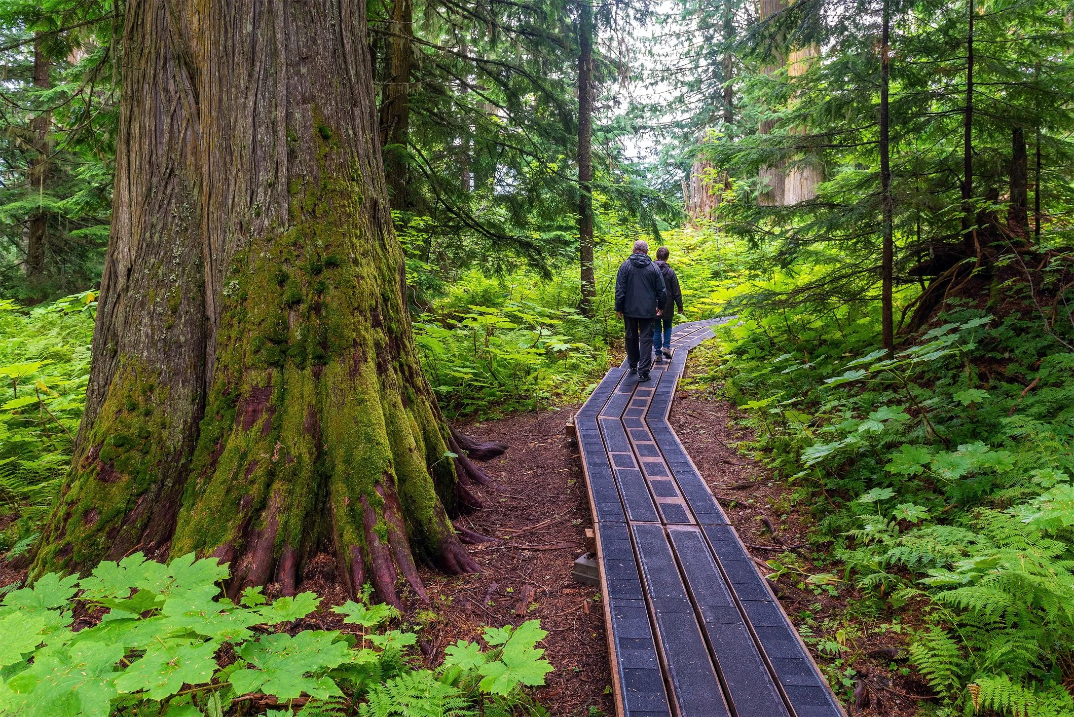 Two people walking on a narrow, winding boardwalk path through a lush green forest with large moss-covered trees and abundant foliage.