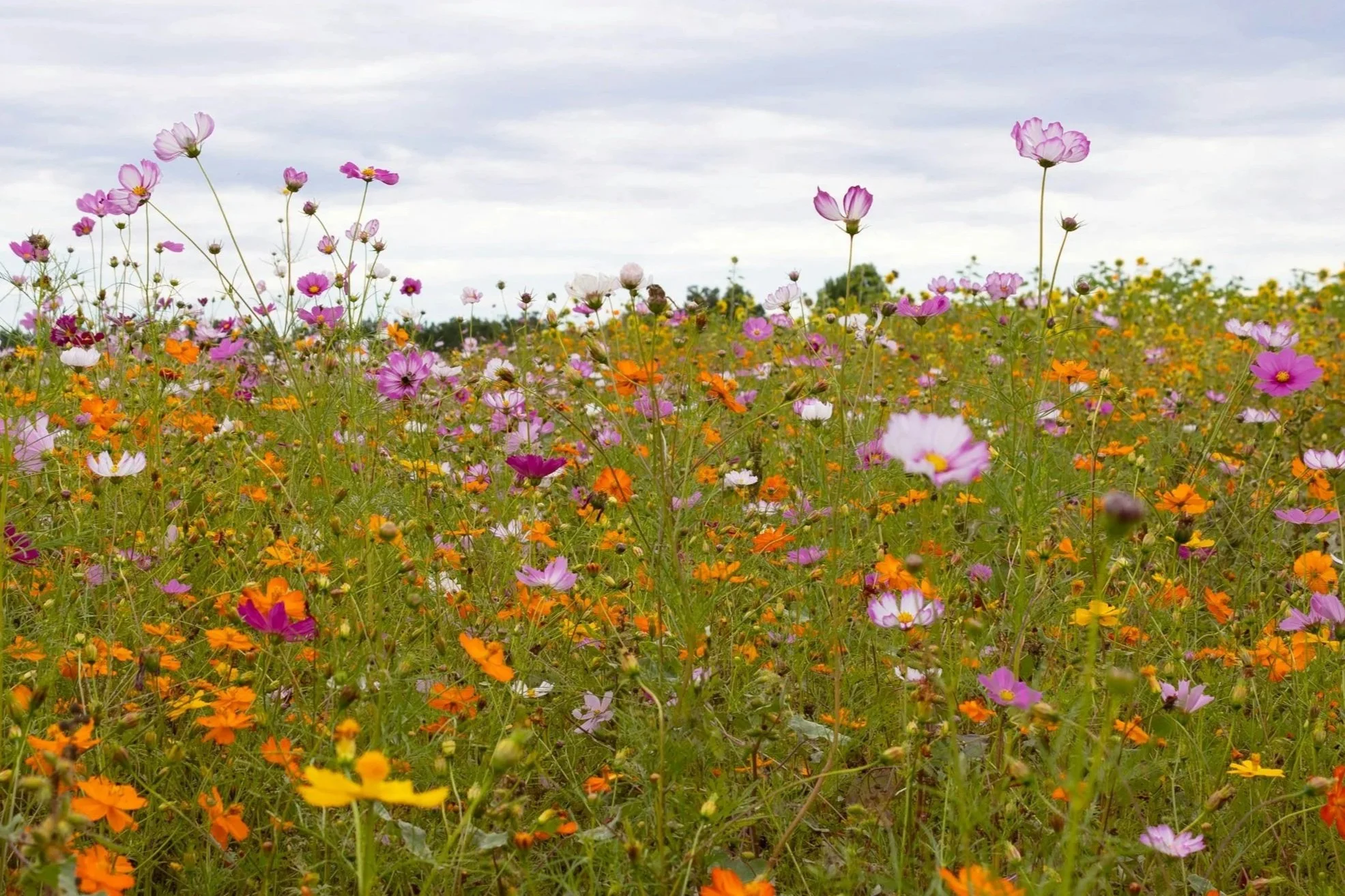 A field of wildflowers with pink, orange, white, and yellow blooms under a cloudy sky.