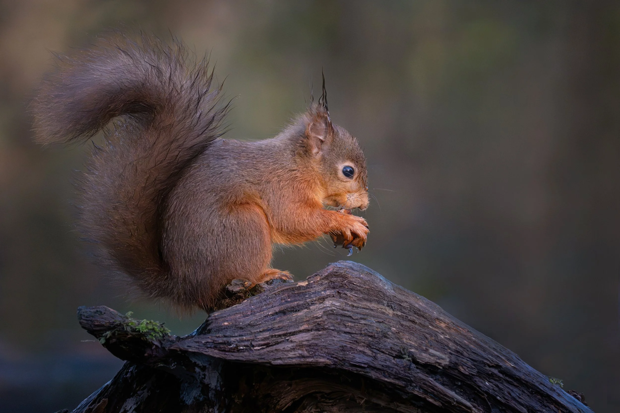 P136-Red Squirrel-FineArt-Adj.jpg