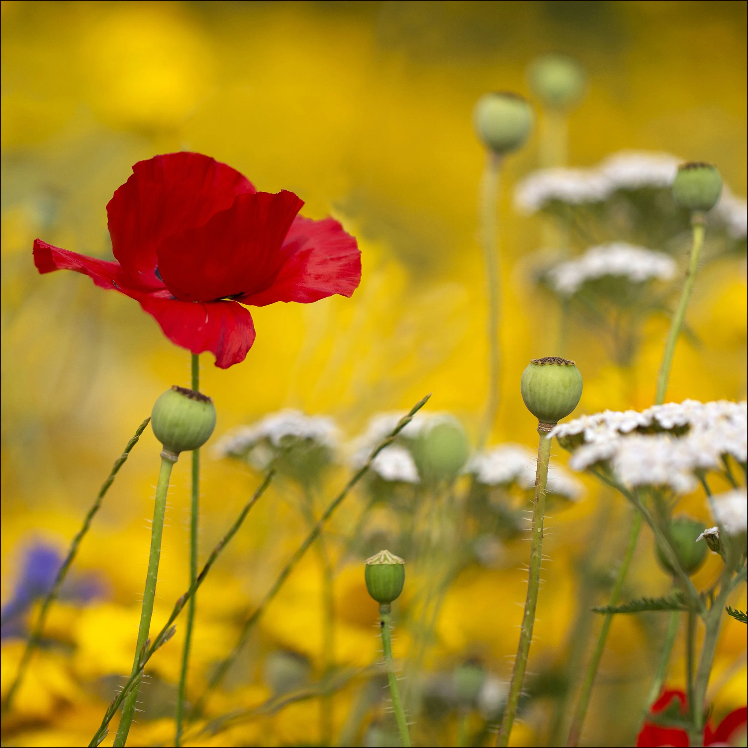 112 Summer Delight - Roisin Nugent.JPG