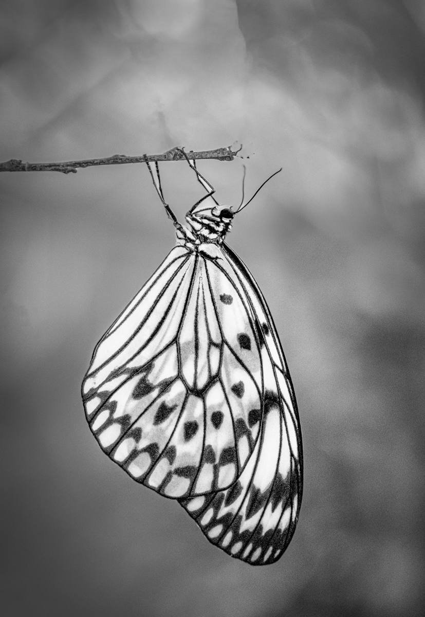 48_Paper Kite_Mary Convery.JPG