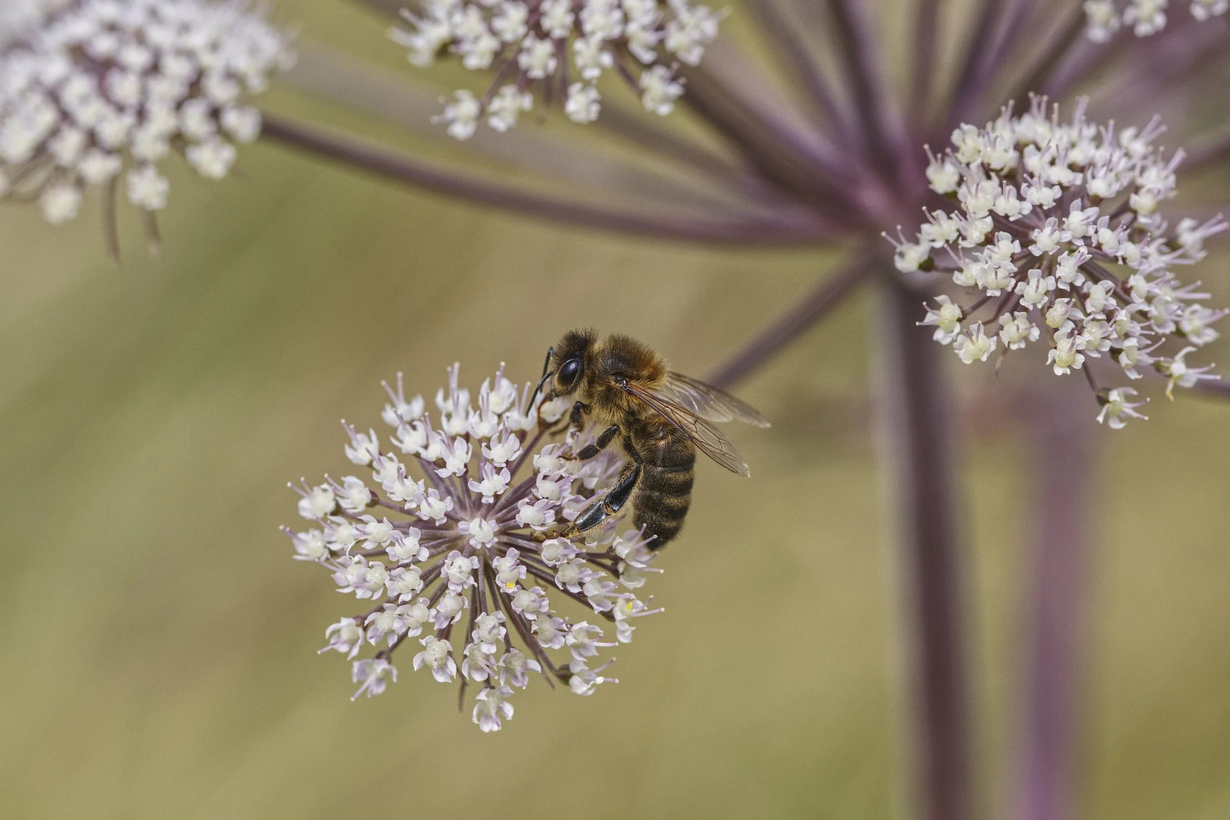 41. Honey Bee - Gerry Fitzmaurice.JPG