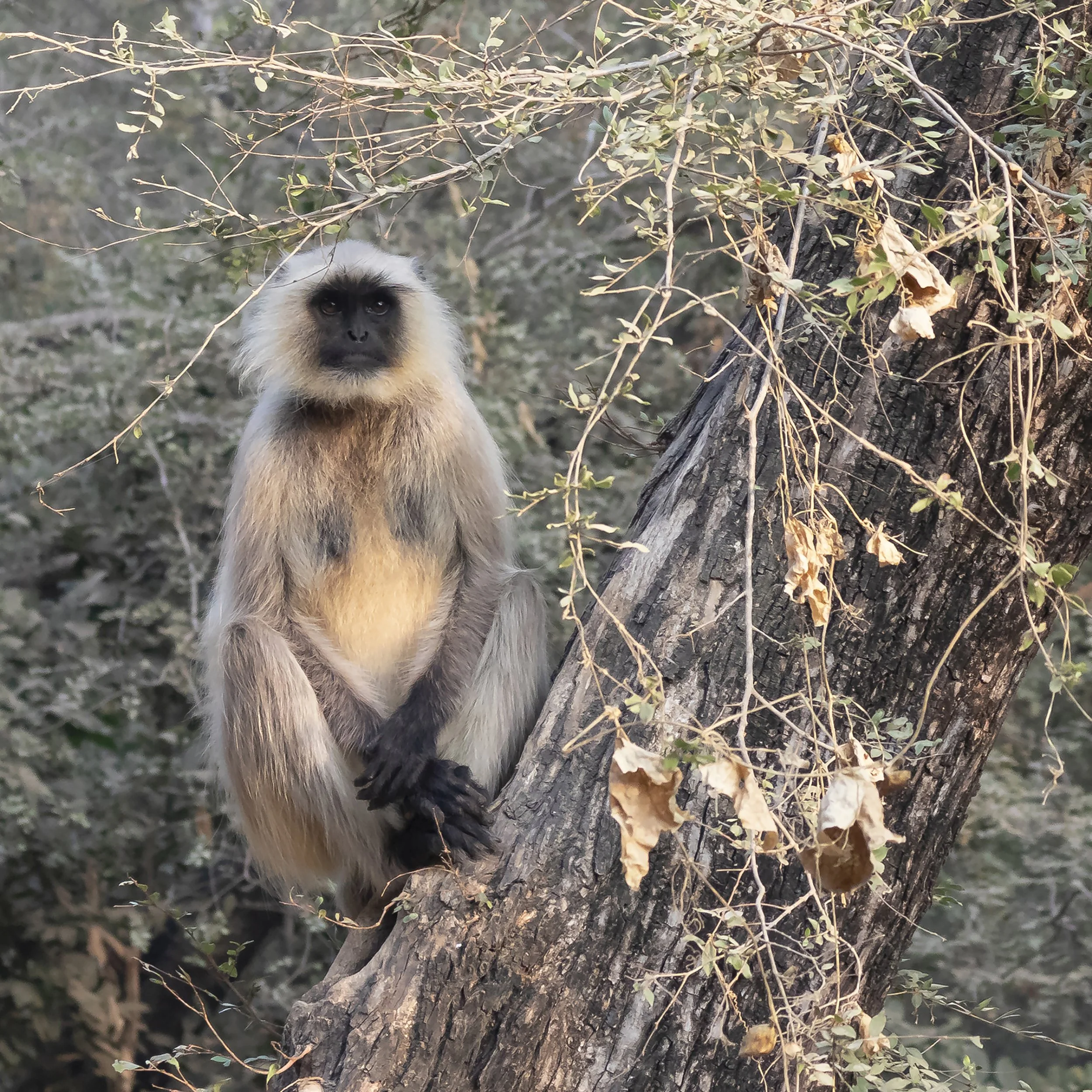 31. Langur Monkey, Ranthambore India - Peter O_Reilly.JPG