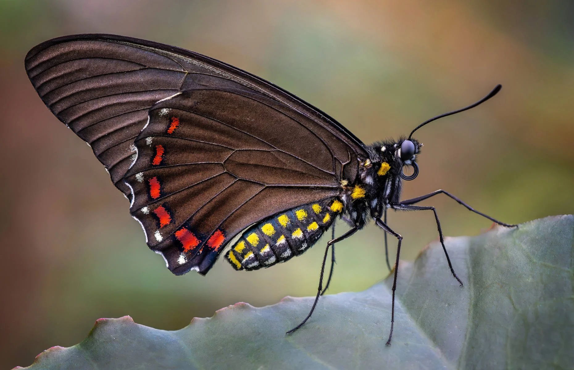 Conor O'brien_Belus Swallowtail.jpg