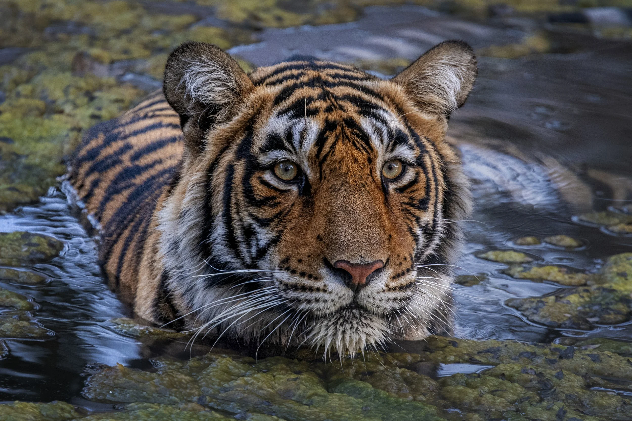 32. Noori Bengal Tiger, India - Ita Martin.jpg