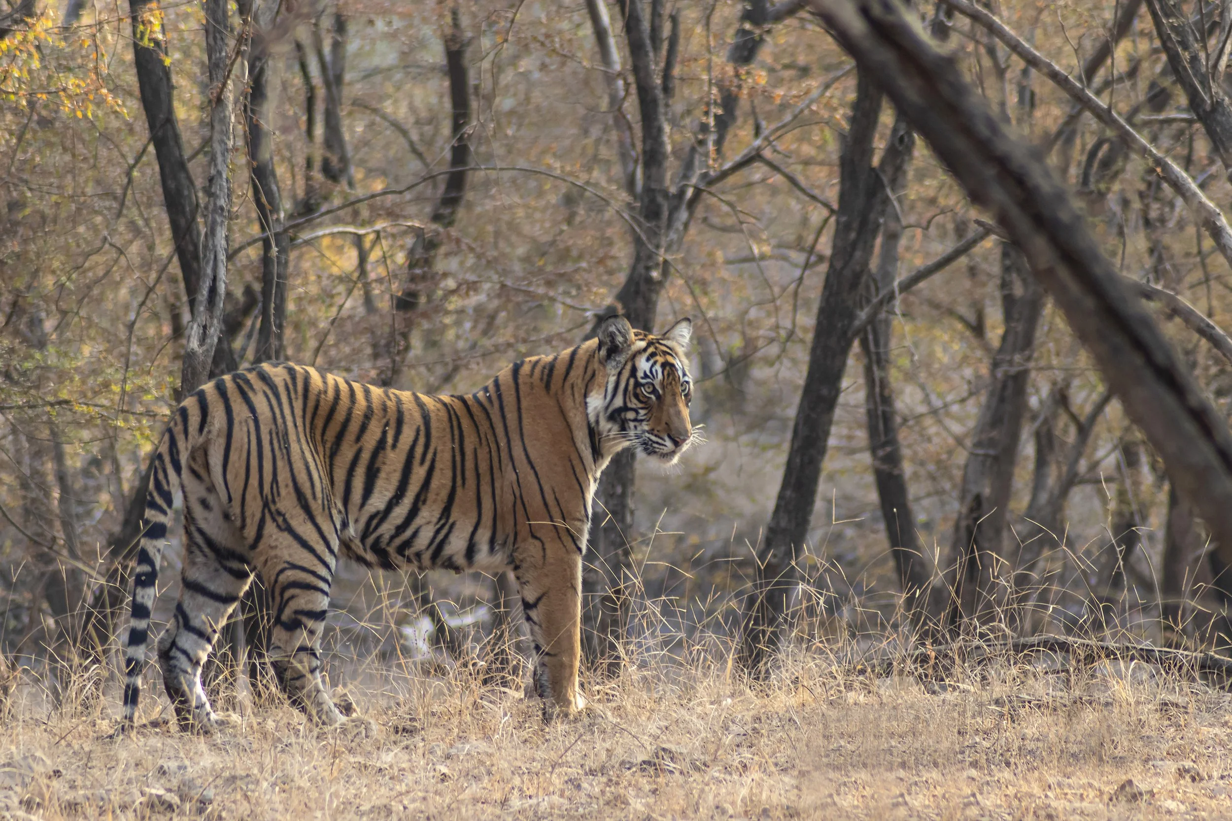 98. Bengal Tiger, Ranthambore,  India - Peter O_Reilly.JPG