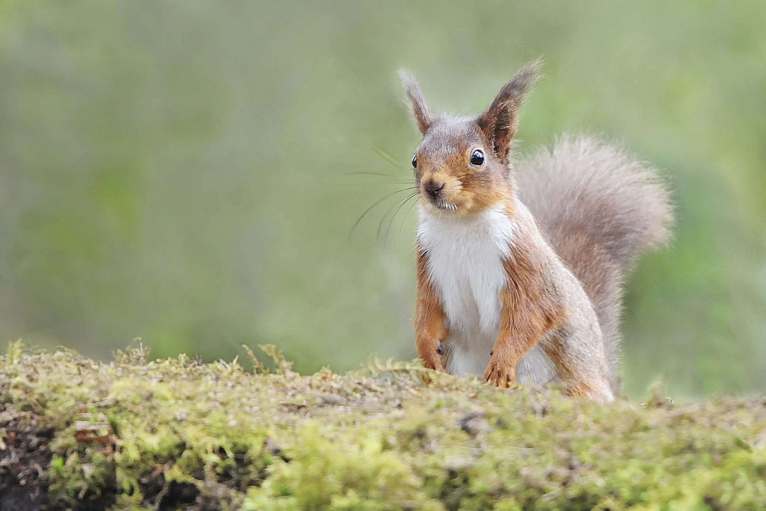 99. Red Squirrel - Mary Twomey.JPG