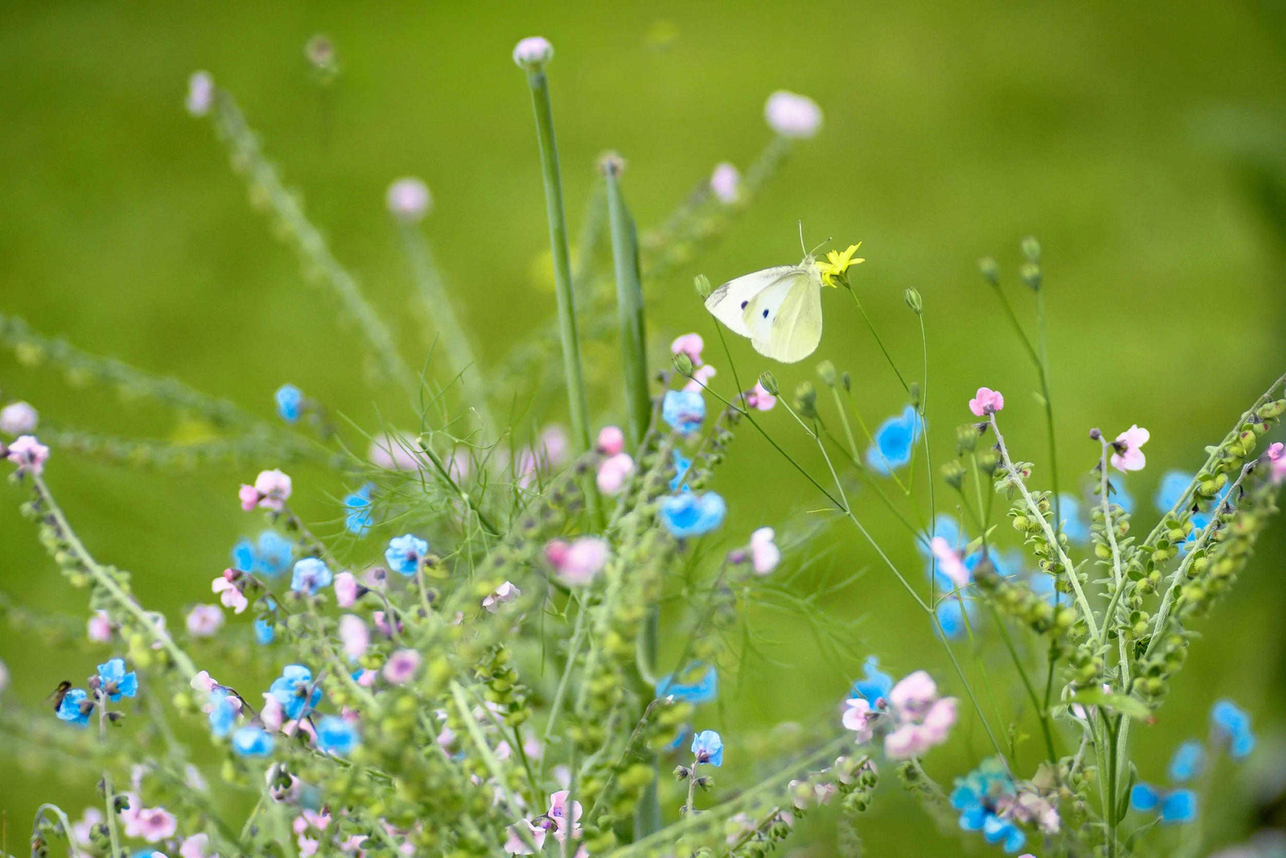 P118-Summer Garden-FineArt--NoAdj.jpg