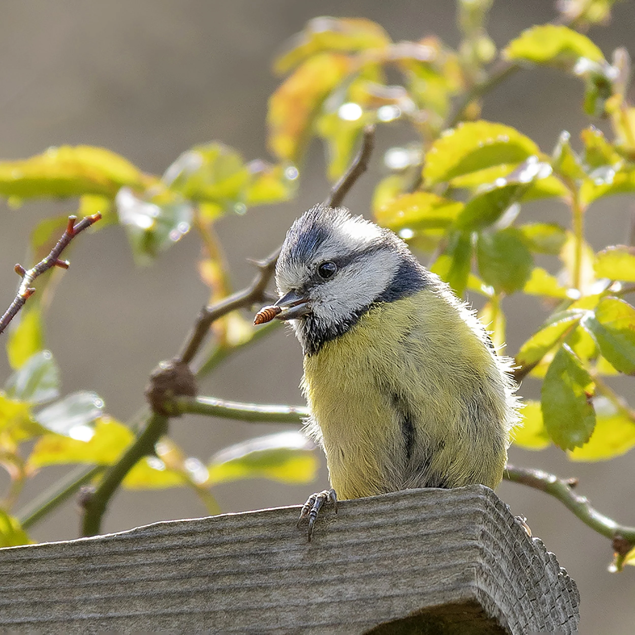 P094-Eurasian Blue Tit-Lustre-NoAdj.jpg