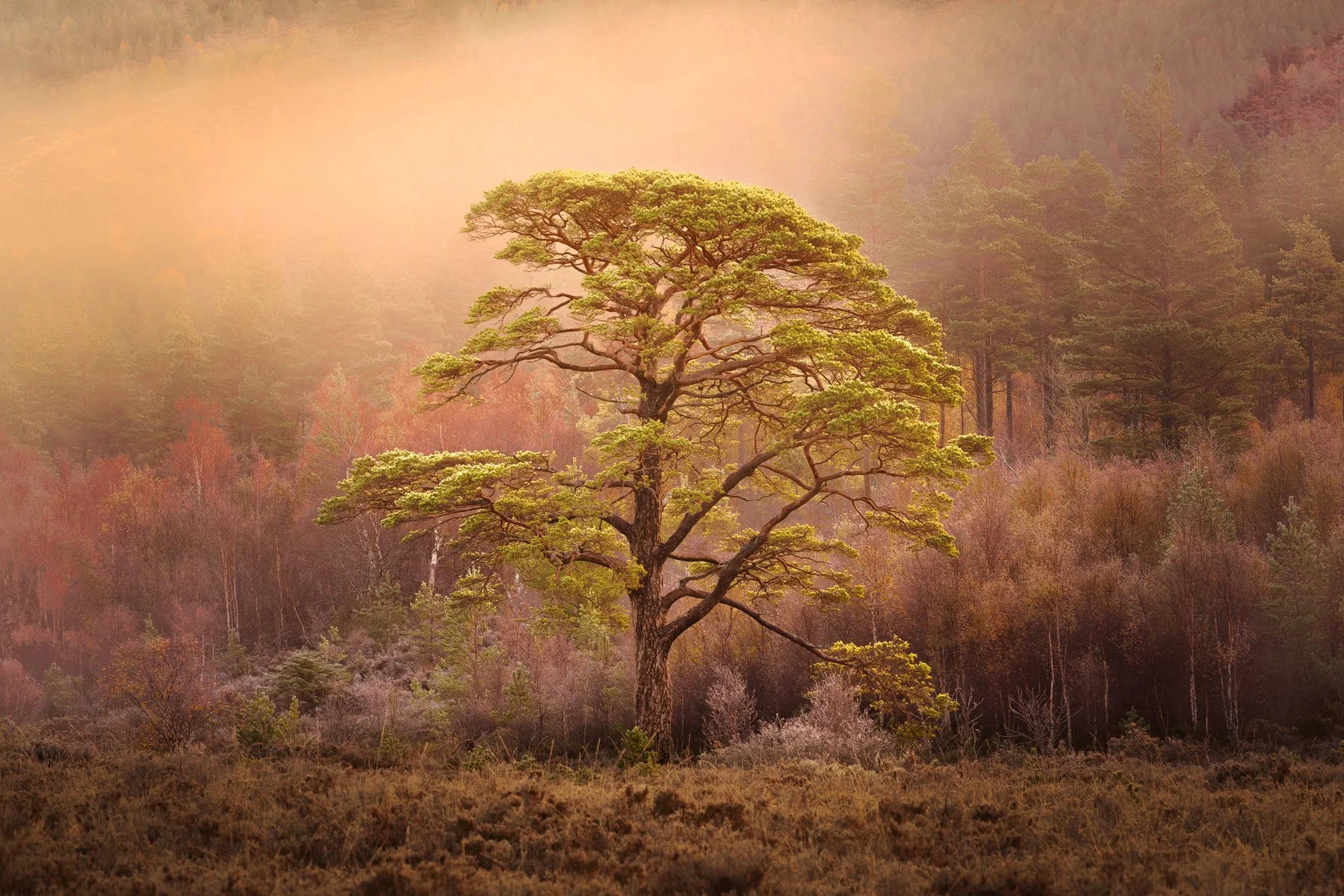2nd. Steve Smith - Autumn Colours