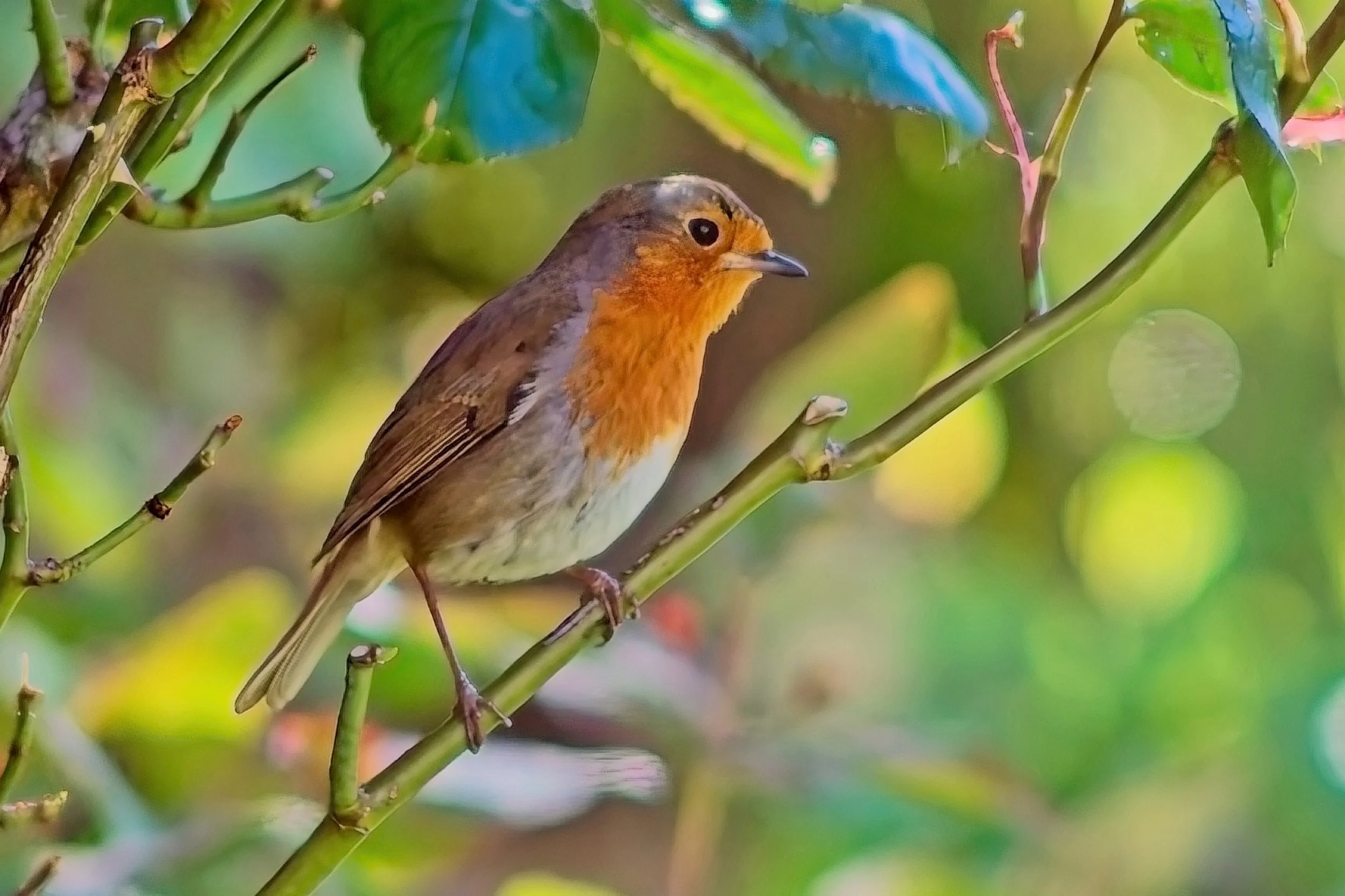 P053- My Robin-FineArt-Adj.jpg