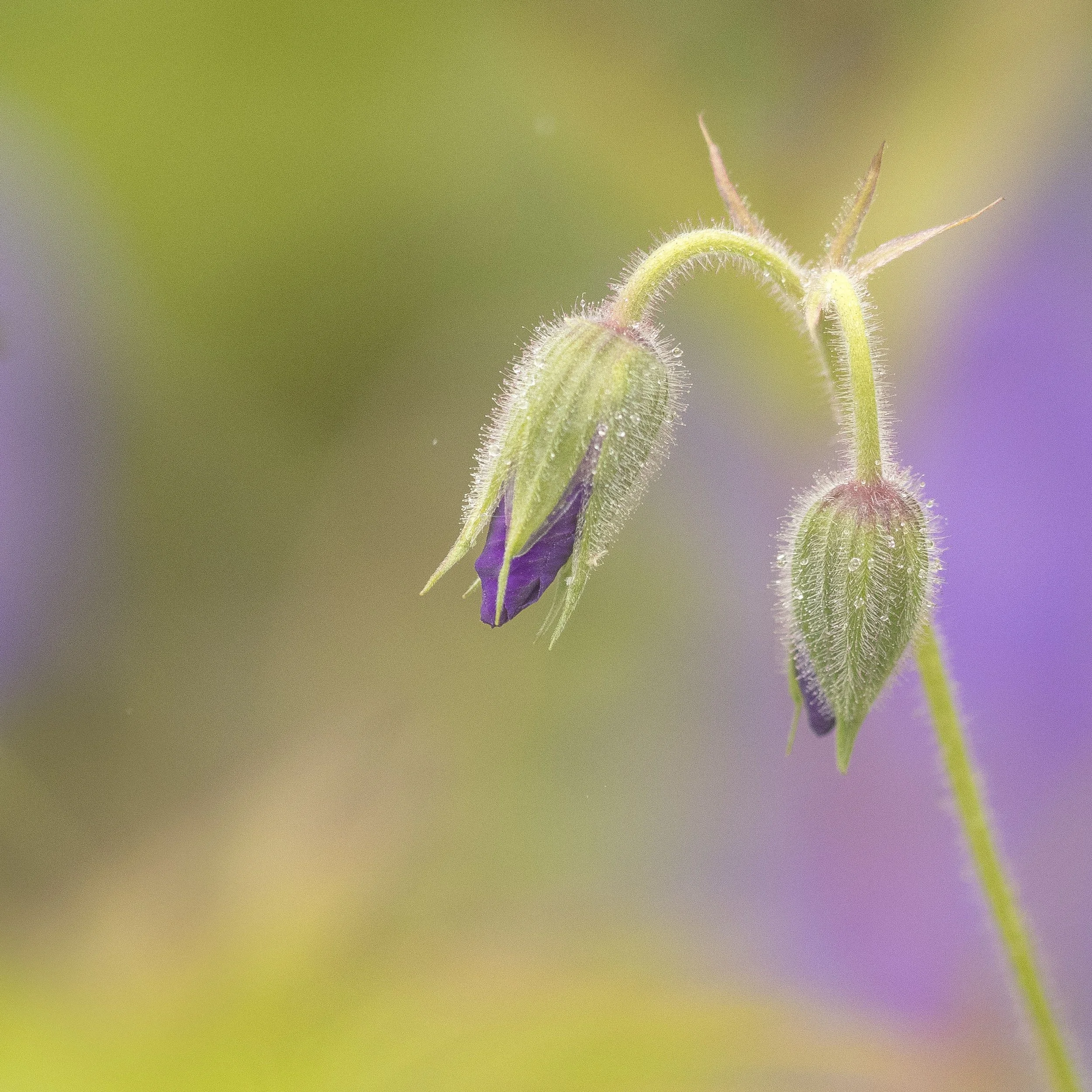 42. Geum Bud - Berni Murphy.JPG