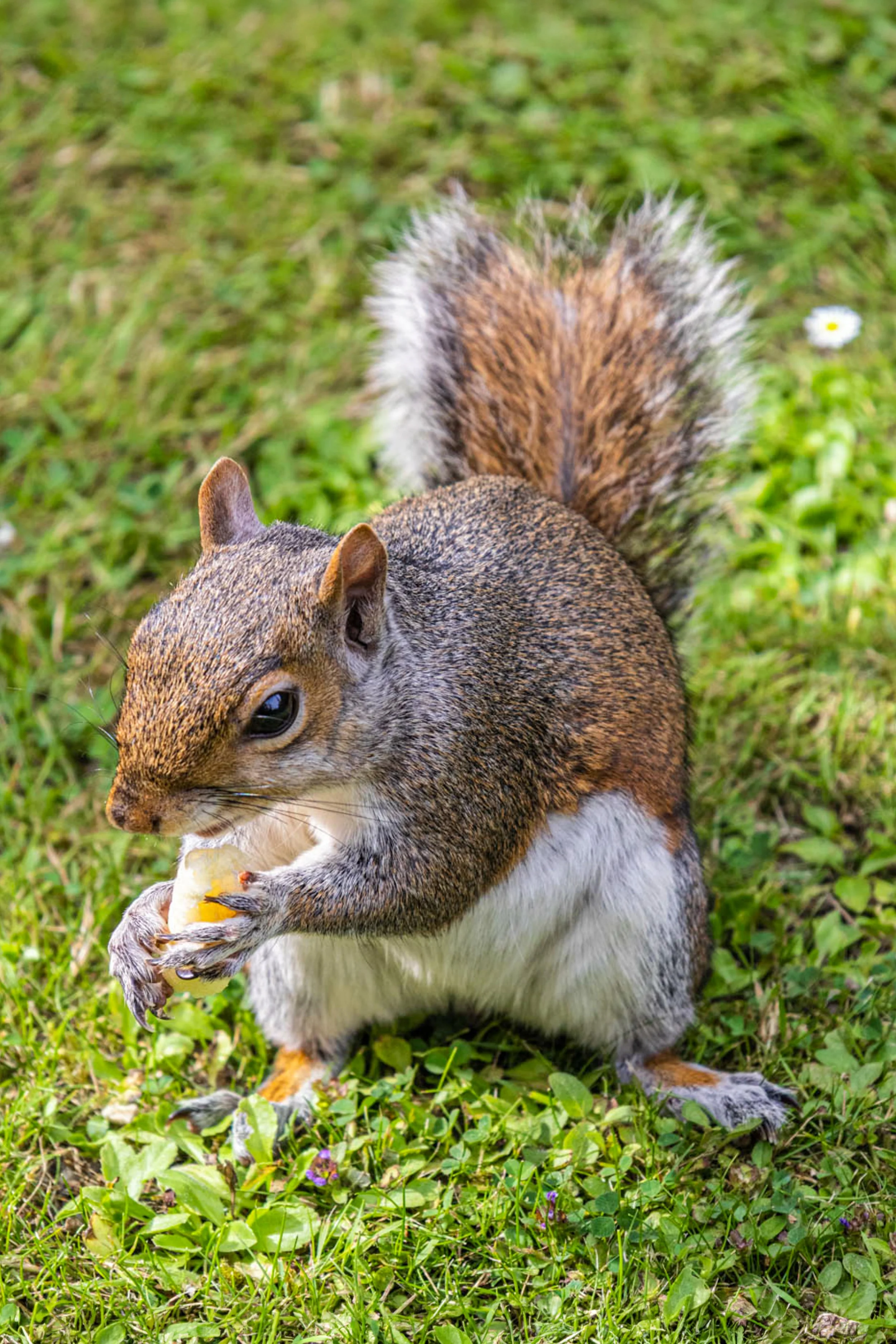 P155-Tasty Snack-Lustre-Adj.jpg