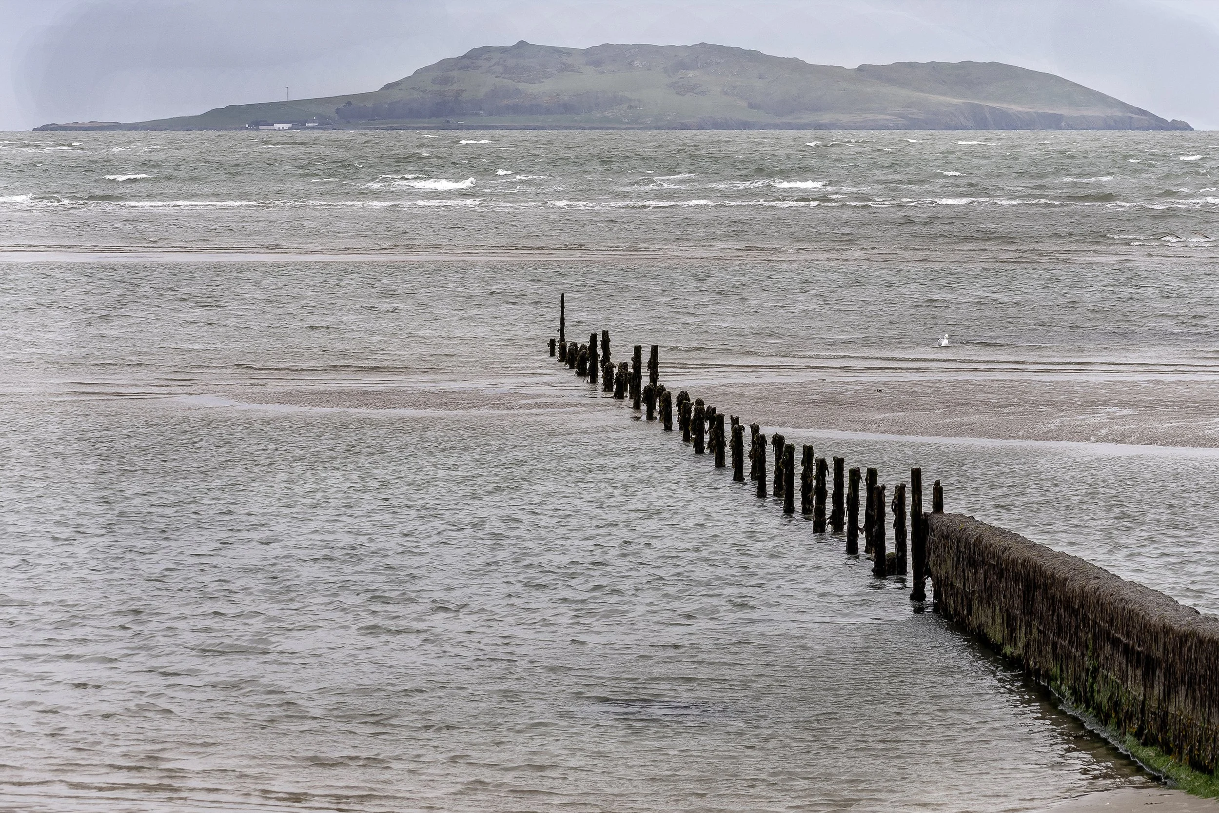 P077-Lambay Island-Lustre-Adj.jpg