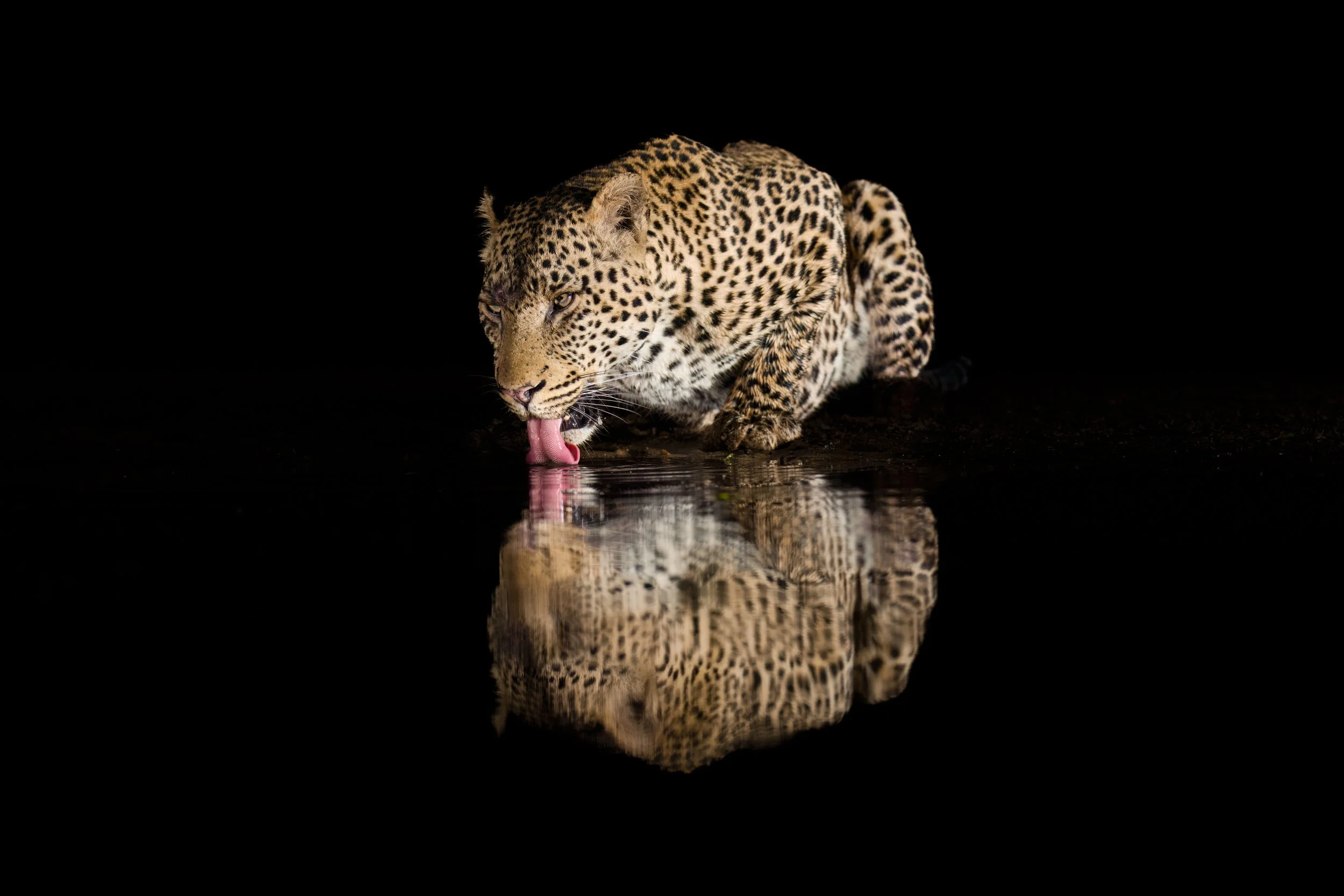 33. Wild Leopard At Night, South Africa - Mike Pilkington.jpg