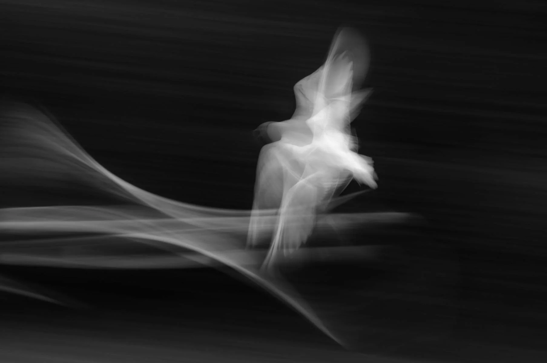 49_Seagull in Flight_Anne Mcgrath.jpg