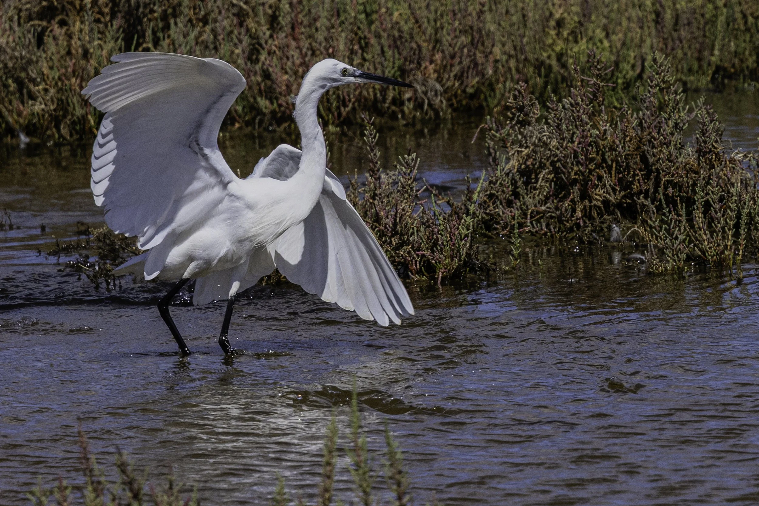 P095-Egret on the move-Fine art-adj-.jpg