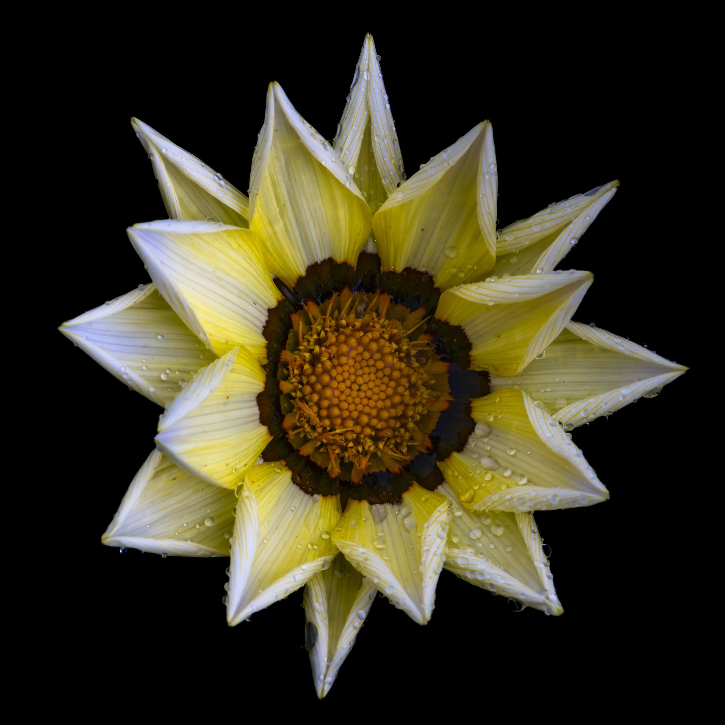 50. Star (Power) Flower - Paddy Ambrose.JPG