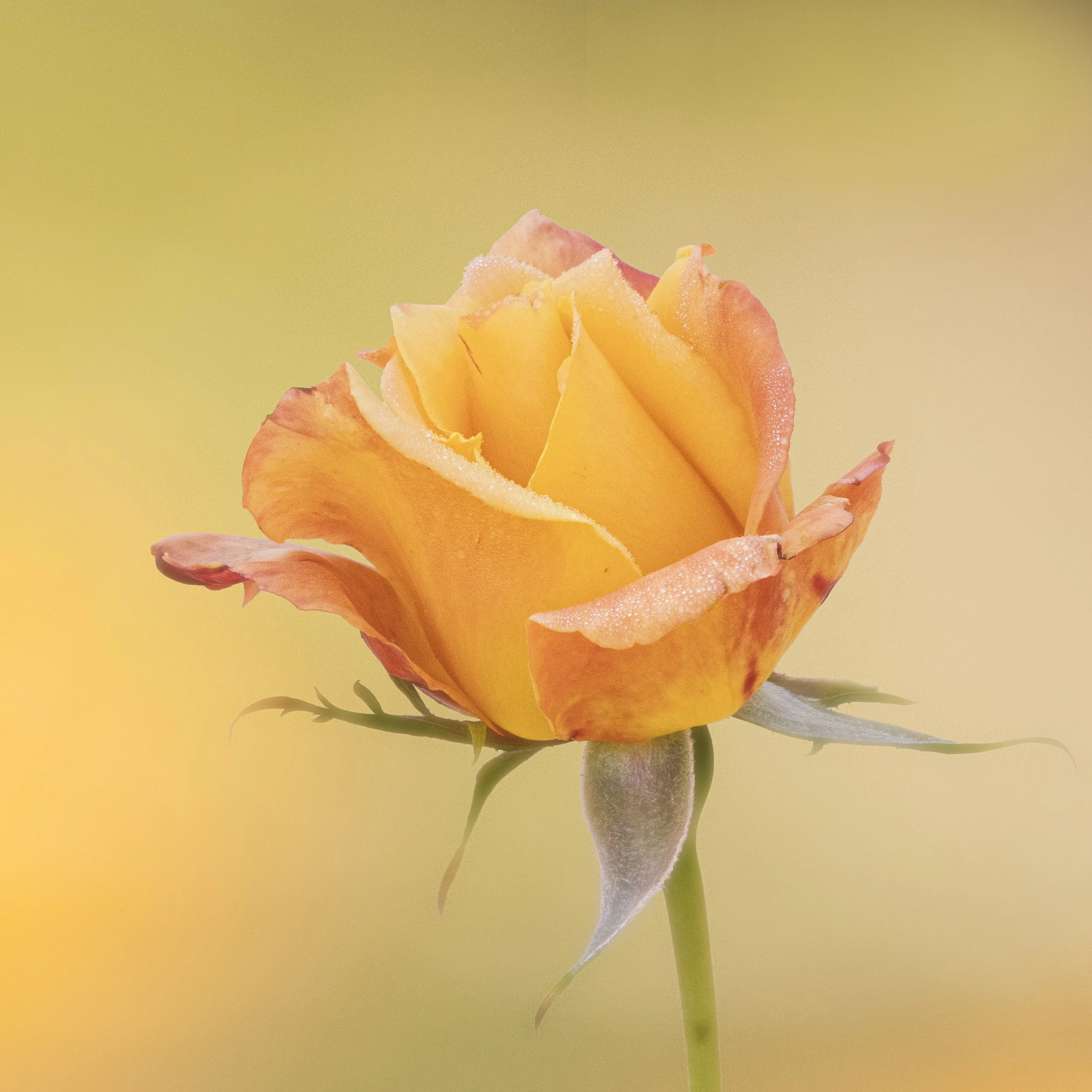 P117-Rose-Fine art-NoAdj.jpg