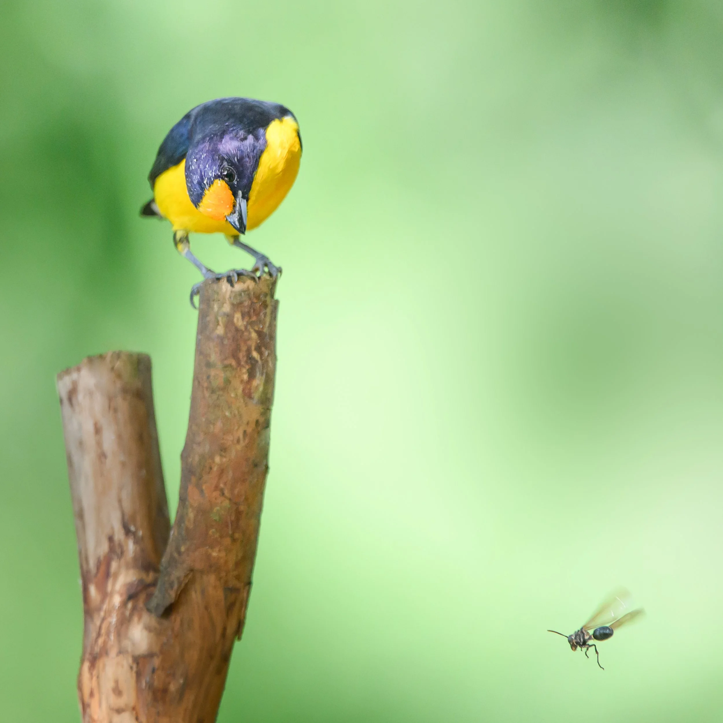 P111-Lunch Sorted-Lustre-NoAdj.jpg