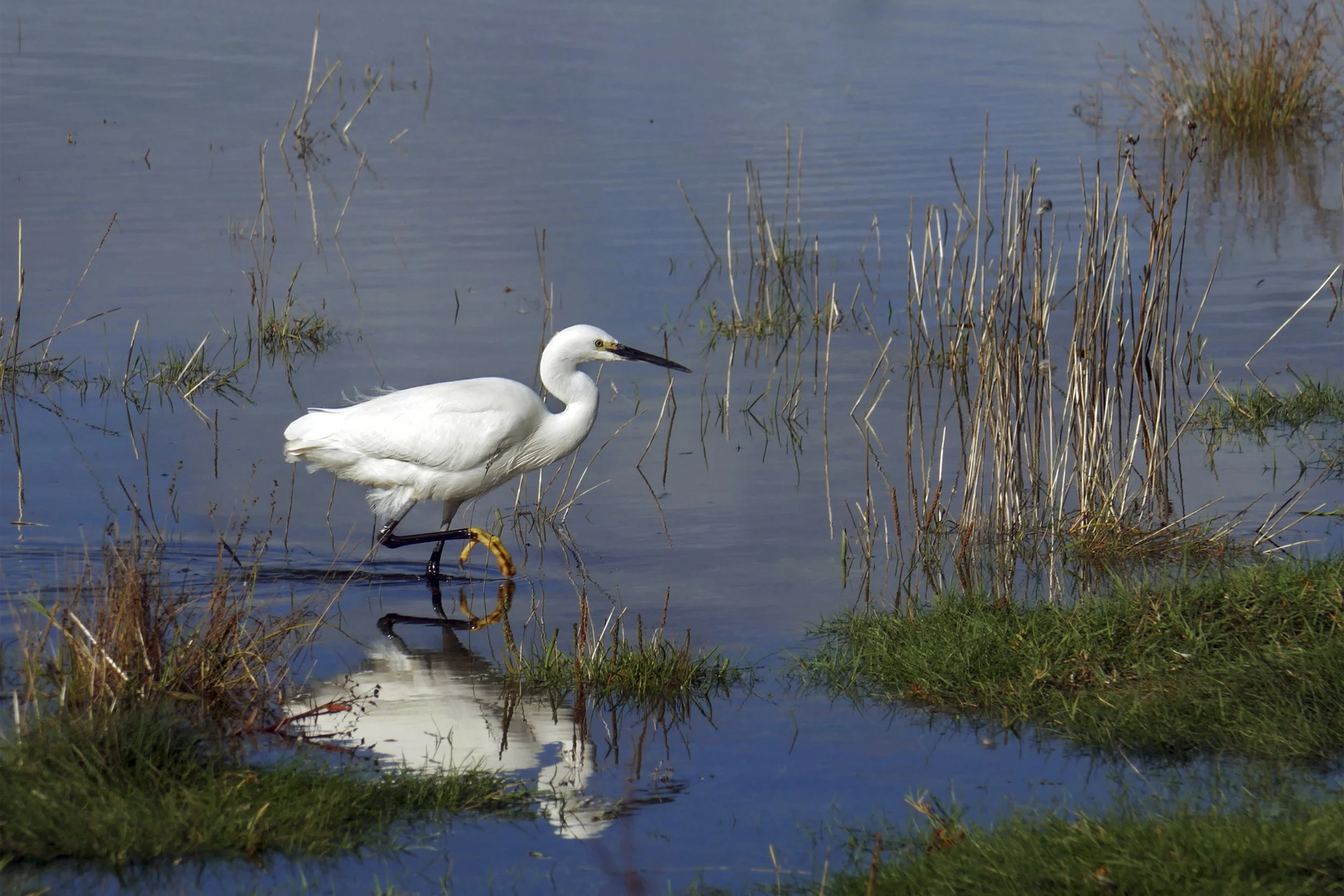 69 Egret in Malahide Estuary - Eddie Delahunty.JPG