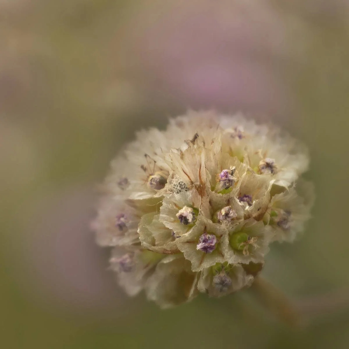 3rd. Berni Murphy - Withered Sea Pink