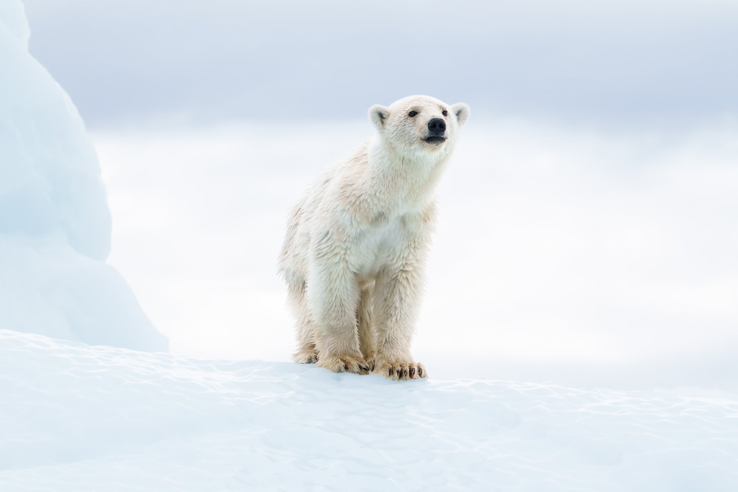 91 Wild Polar Bear, East Greenland - Mike Pilkington.jpg