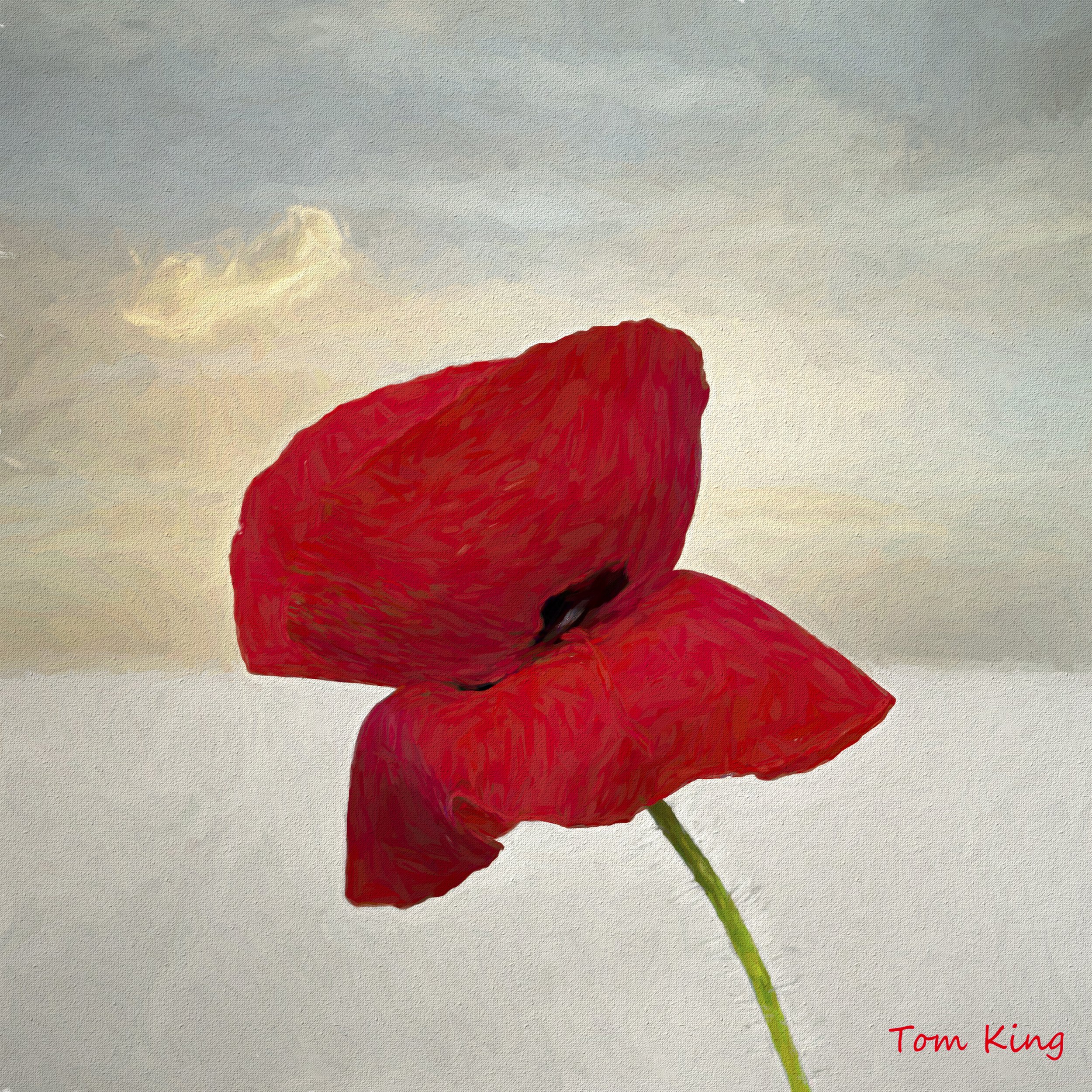 116 Painted Poppy - Tom King.JPG